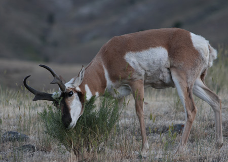 Pronghorn Antelope Yellowstone