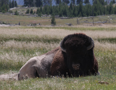 Yellowstone Buffalo