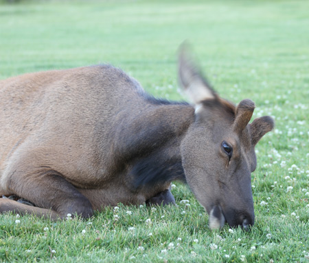 Yellowstone Elk